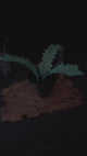 Nirnroot Night Ligh, Skyrim Inspired, The Elder Scrolls V Alchemy Ingredient, LED Artifact
